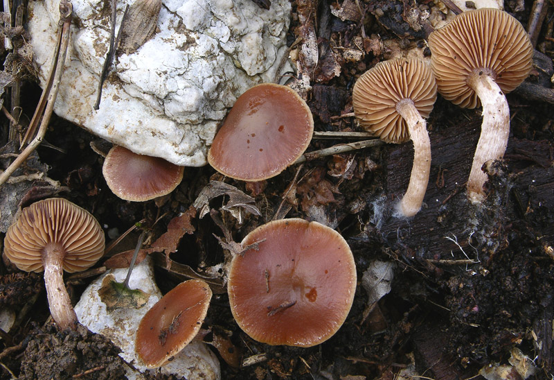 Ritrovamenti del 10 marzo.